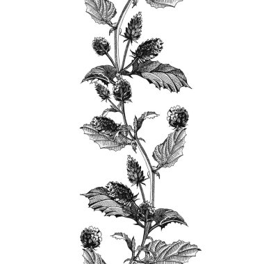 Psoralea corylifolia bitkisi. El çizimi klasik grafik çizimi. Bakuchiol heathy doğal retinol içeren organik bitki. Psoralea şifalı şifalı bitki, kusursuz sınır dekoru elementi..