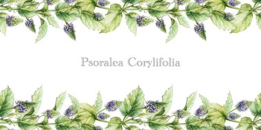 Psoralea corylifolia bitkisi. El çizimi botanik tarzı illüstrasyon. Bakuchiol heathy doğal retinol içeren ilaç bitkisi. Beyaz arkaplanda Psoralea pürüzsüz sınır dekoru.