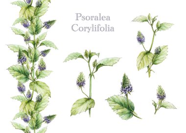 Psoralea corylifolia bitki elementleri boyanmış. Klasik çizim. Bakuchiol heathy doğal retinol içeren ilaç bitkisi. Psoralea bitkisi yaprakları, çiçek, beyaz arkaplanda kök elementler.