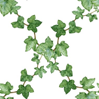 Sarmaşık bitkisi geometrik kusursuz desen. Suluboya çizimi. Yeşil yemyeşil hedera sarmal resmi. Bahçe yeşili Hedera bitkisi. Beyaz arka planda pürüzsüz desenli süsleme elementi..