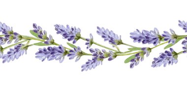 Lavanta çiçekleri dikişsiz sınır elementi suluboya çizimi. Zarif süs içinde doğal organik otlar. Beyaz arka planda izole edilmiş zarif, pürüzsüz sınırda elle çizilmiş lavandula bitkisi..
