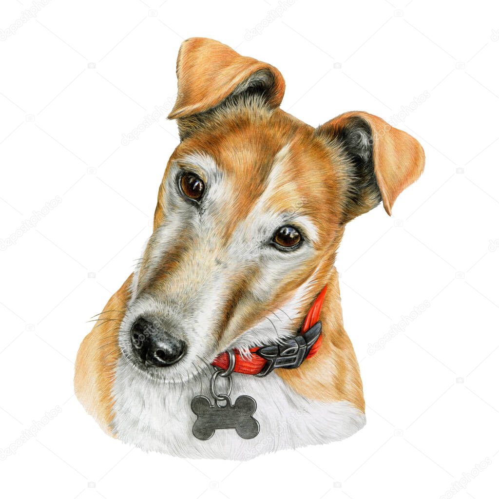 Realistic hand-painted portrait of a cute Jack Russell Terrier dog. Perfect for pet products, veterinary clinics, pet stores, food packaging, animal healthcare branding and dog-themed designs.