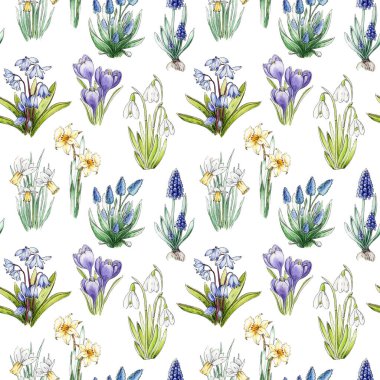 Primrose bahar çiçekleri pürüzsüz desen. Suluboya klasik resim. Bahar mevsimi nergis, kartopu, muscari, crocus, BlueBell kırsal kesimdeki çiçekler beyaz arka planda..