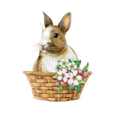 Cute bunny in a woven basket with floral decor on white background. Hand drawn vintage style watercolor illustration. Ideal for Easter themes, holiday cards, seasonal festive decor. clipart