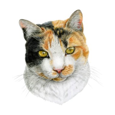 Şirin bir İtalyan kedisi portresi çizimi gerçekçi bir çizim. Beyaz arka planda üç renkli kedi evcil hayvan. Hayvan temalı tasarımlar, veteriner kliniği elementleri ve ambalaj için mükemmel..