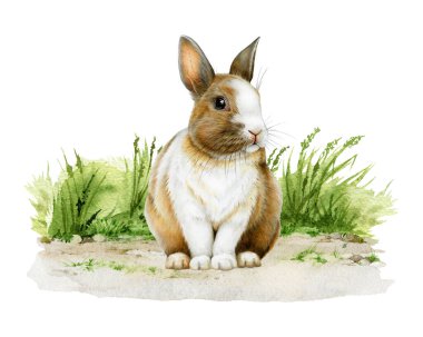 Cute little bunny siting on grassy ground painted illustration. Hand drawn rabbit vintage style image. Small bunny wildlife and domestic mammal sitting green grass background. clipart