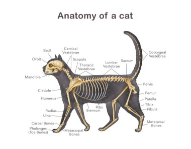Vücut silueti olan kedi iskeleti. Gerçekçi ayrıntılı illüstrasyon. Kemik isimleriyle çalışmak için kedi iç anatomisi yapısı. Kemikleri detaylı olan bir kedinin anatomisi. Beyaz arka planda bilimsel görüntü..
