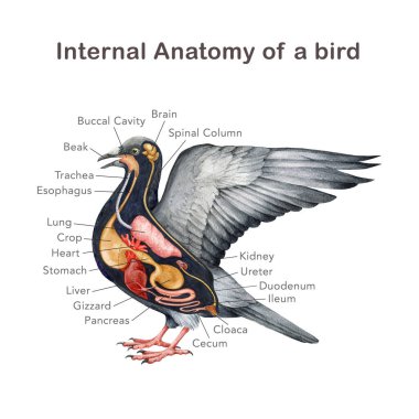 Organ adı şeması olan bir kuşun anatomisi. El çizimi detaylı illüstrasyon. Beyaz arka planda kuş iç organları anatomik tablo. İnceleme, yazdırma, tablo, grafik tasarımı için kuş iç anatomisi.