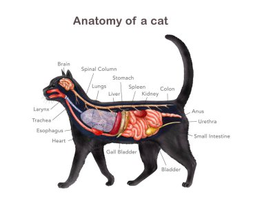 Organ adı şeması olan bir kedinin anatomisi. El çizimi detaylı illüstrasyon. Beyaz arka planda kedi iç organları anatomik tablo. İnceleme, baskı, tablo, grafik tasarımı için kedi iç anatomisi.