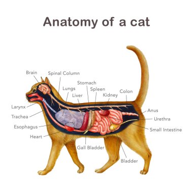 Organ isimleri şeması olan bir kedinin anatomisi. El çizimi detaylı illüstrasyon. Beyaz arka planda kedi iç organları anatomik tablo. Kedi iç anatomisi, çalışma, baskı, veteriner masa tasarımı..