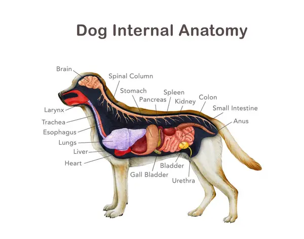 Organ isimleriyle köpek anatomisi. El çizimi detaylı illüstrasyon. Beyaz zemin üzerinde köpek iç organları anatomik tablo. Köpek iç anatomisi çalışma, baskı ve veteriner masa tasarımı için..