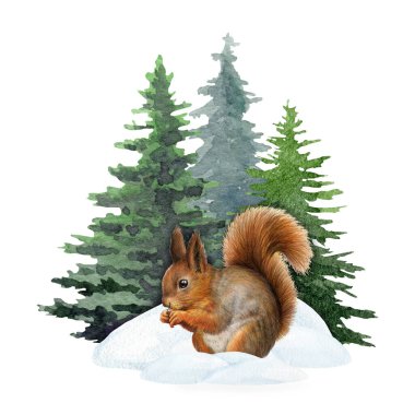 Köknar ağacının önündeki kar yığınlarının içindeki şirin küçük sincap. El çizimi kış havası çizimi. Kış mevsimi vahşi doğa sahnesi. Beyaz arka planda kozalaklı ağaçların altındaki komik sincap..