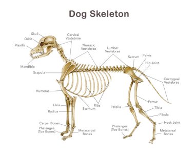 Kemik isimlerinin olduğu bir köpek iskeleti. El çizimi gerçekçi detaylı illüstrasyon. Beyaz arka planda köpek kemikleri. Köpek iç anatomisi çalışma masası, baskı, veterinerlik, zooloji projeleri, araştırma.