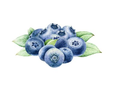 Beyaz arka planda yeşil yapraklı taze yaban mersini yığını. El yapımı yaban mersini suluboya vintage illüstrasyon. Kumaş baskısı, ambalaj, dekor ve yemek temalı tasarımlar için mükemmel.