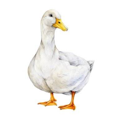 Beyaz ördek eli suluboya çizimi. Arka planda sevimli çiftlik kuşu tarzı izole edilmiş. Sarı gagalı ve beyaz tüylü güzel yerli ördek.