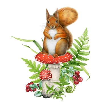 Yeşil eğreltiotu yaprağı ve böğürtlen süslemesi olan bir orman mantarının üzerindeki şirin kırmızı sincap. Beyaz arka planda doğal dekor elementleri olan el çizimi komik kemirgen..