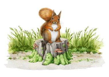 Ağaç kütüğündeki kırmızı sincap, çimenli zemin çizimi. Yumuşak tüylü kırmızı sincap, yosunlu bir ağaçta oturuyor. Vahşi yaşam sahnesi, beyaz arka planda..
