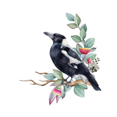 Australian magpie bird with eucalyptus leaves, flower decoration watercolor illustration. Hand drawn Gymnorhina tibicen Australia native wildlife bird. Cute magpie with flower deco. White background. clipart