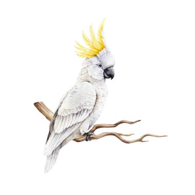 Sülfür armalı kakadu gerçekçi suluboya çizimi. El çizimi Cacatua galerita Avustralya yerli vahşi yaşam kuşu. Dal üzerinde sarı arması olan sevimli beyaz papağan. Beyaz arkaplan.
