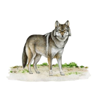 Yerde duran gri kurt gerçekçi bir çizim çizdi. Tek bir köpek lupus kenarı görüntüsü. Güzel gri kurt vahşi orman yırtıcı hayvanı beyaz arka planda izole edilmiş..