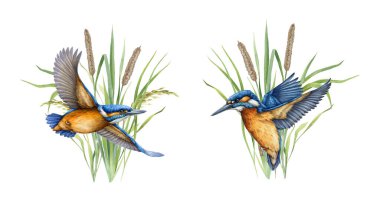 Uçan balıkçı kuş suluboya resimleme seti. Nehir çimlerinin arka planına karşı uçan gerçekçi bir Kingfisher. Beyaz arka planda uçan parlak kuşların vahşi yaşam sahnesi tasarımı.