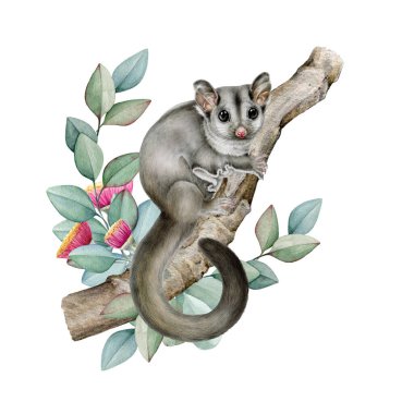 Okaliptüs dalı suluboya illüstrasyonunda keseli sıçan. Sakız dalında şeker planörü. Şirin, küçük, egzotik Avustralya yerli hayvanı. Yaprak desenli el yapımı keseli sıçan..