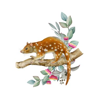 Okaliptüs yaprağı süslemeli benekli quoll. Avustralya 'nın yerli hayvan gerçekçi illüstrasyonu. El çizimi Avustralya 'ya özgü vahşi yaşam kesesel memelisi. Beyaz arkaplanda Tiger Quoll dekoru.