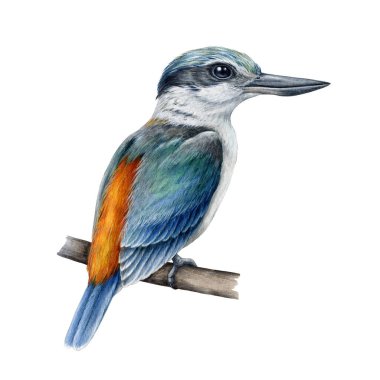 Kırmızı sırtlı Kingfisher, eski tarz suluboya resimlerinin üzerine tünemişti. El çizimi Todiramphus pyrhopygius Australia yerli kuşu. Beyaz arka planda güzel parlak balıkçı kuşu.