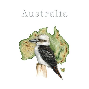 Avustralya kıta haritasının önündeki yalıçapkını kuş beyaz arka planda klasik resim çizmiş. Gülen yalıçapkını Avustralya yerlisi vahşi yaşam ormanı kuşları.