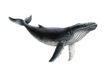 Kambur balina eli beyaz arka planda izole edilmiş klasik resim çizmiş. Megaptera novaeangliae dev deniz yaban hayatı memeli tarafı görüntüsü. 