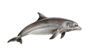 Şişe burunlu yunus eli beyaz arka planda izole edilmiş klasik bir illüstrasyon çizmiş. Deniz memelileri için gerçekçi bir resimdir. Genel şişe burunlu yunus manzarası.