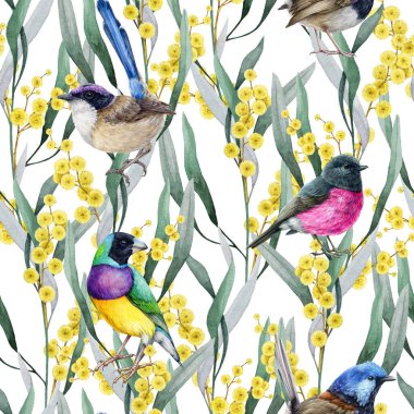 Avustralya 'nın yerli kuşlarının dikişsiz desenli altın akasya çiçekleri. El yapımı klasik suluboya çizimi. Beyaz arka planda kuşların zarif desenli çiçeklerle süslenmiş altın gerdanlık..
