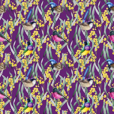 Avustralya 'nın yerli kuşlarının dikişsiz desenli altın akasya çiçekleri. Elle çizilmiş suluboya klasik resim. Mor arka planda kuşların zarif desenli altın gerdanlık dekoru..