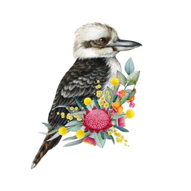 Çiçekli desenli yalıçapkını, suluboya klasik çizimi çizmiş. Avustralya 'ya özgü gülen yaban hayatı kuşu Avustralya kır çiçekleriyle birlikte beyaz arka planda yerli bitki örtüsü..