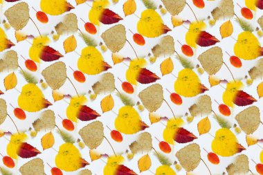 Sarı, kırmızı yapraklı sonbahar modeli. Firavun külahları ve yazıt için beyaz bir sayfa..