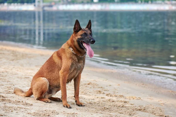 Porträtt Belgiska Malinois Shepherd Hund Sitter Strand Stockfoto