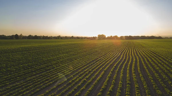 Soybean beds in the growing season. On the background of the sunset.