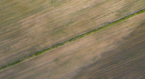 Лесной Пояс Разделяет Поле Кукурузы Вид Беспилотника — стоковое фото