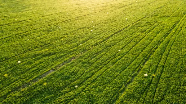 Yeşil Çimen Tarlası Gün Batımında Bir Drondan Görüntüle — Stok fotoğraf