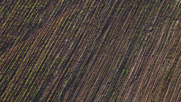 Fiatal Kukorica Ágyak Mezőn Kilátás Egy Drónról — Stock Fotó
