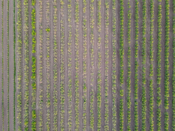 年轻的苹果树成排地种植在田野里 从无人机上看到的 — 图库照片