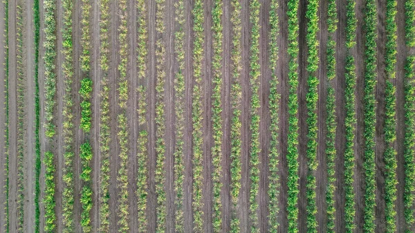 Apple trees of different ages planted in rows in the field. View from a drone