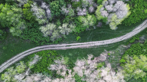 A country road between large trees. View from a drone