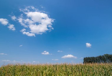 Mısır tarlasındaki bitkilerin tepesi. Bulutlu gökyüzüne karşı
