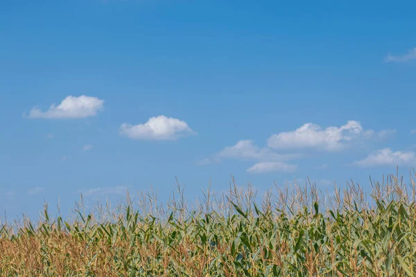 收获阶段的玉米地 在多云的天空中 — 图库照片