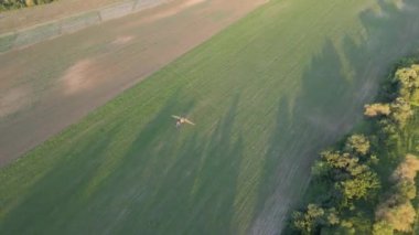 Traktör yataklar arasında gidip geliyor ve soya fasulyesi tarlasında gübre püskürtüyor.