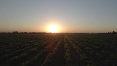 Soya fasulyesi tarlasında yataklarda hareket var. Günbatımının arka planında