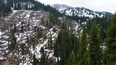 Yamaçlarda köknar ağaçları olan dağlarda boğaz. İleri hareket
