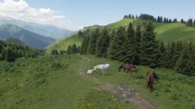 Atlar dağlarda bir açıklıkta yemek yerler. Bulutlu hava