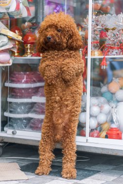 Kırmızı kaniş arka ayaklarının üzerinde duruyor ve dikkatlice bakıyor..
